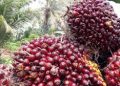 Harga TBS Kelapa Sawit Naik, Kopsa-M Terus Berbenah