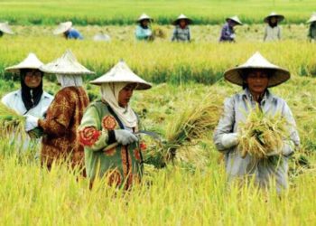 Puan Akan Berkoordinasi Dengan Pemerintah Terkait Penambahan Alokasi Pupuk Subsidi