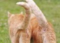 Jangan Pernah Menarik Ekor Kucing, Ini Bahayanya