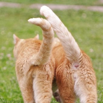 Jangan Pernah Menarik Ekor Kucing, Ini Bahayanya