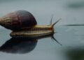 Slow Living
