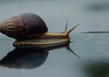 Slow Living
