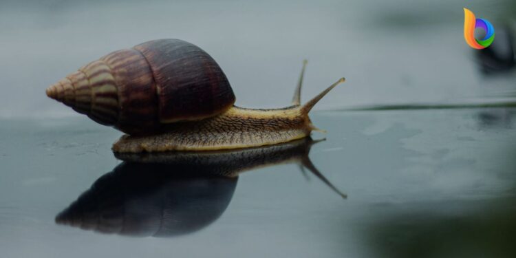 Slow Living